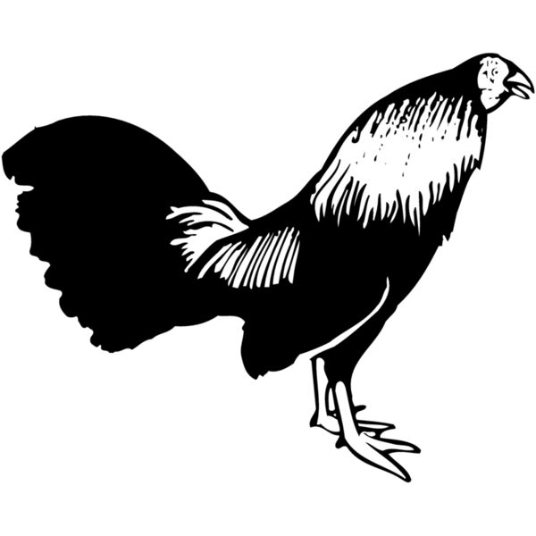 CHICK006 Thumbnail